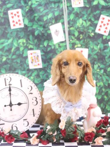 20250413しろくん